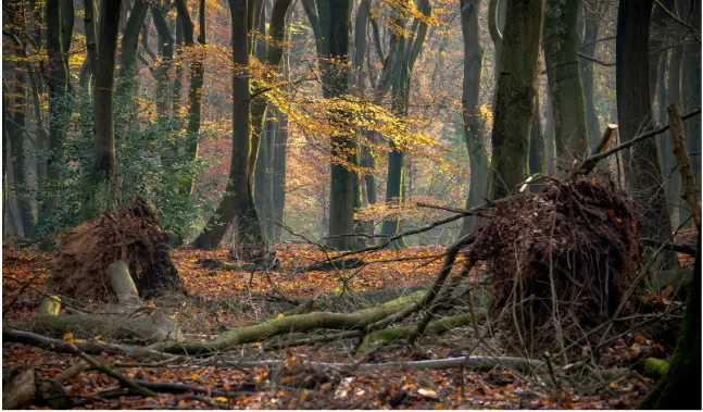 Fallen trees blocking paths through an autumn forest