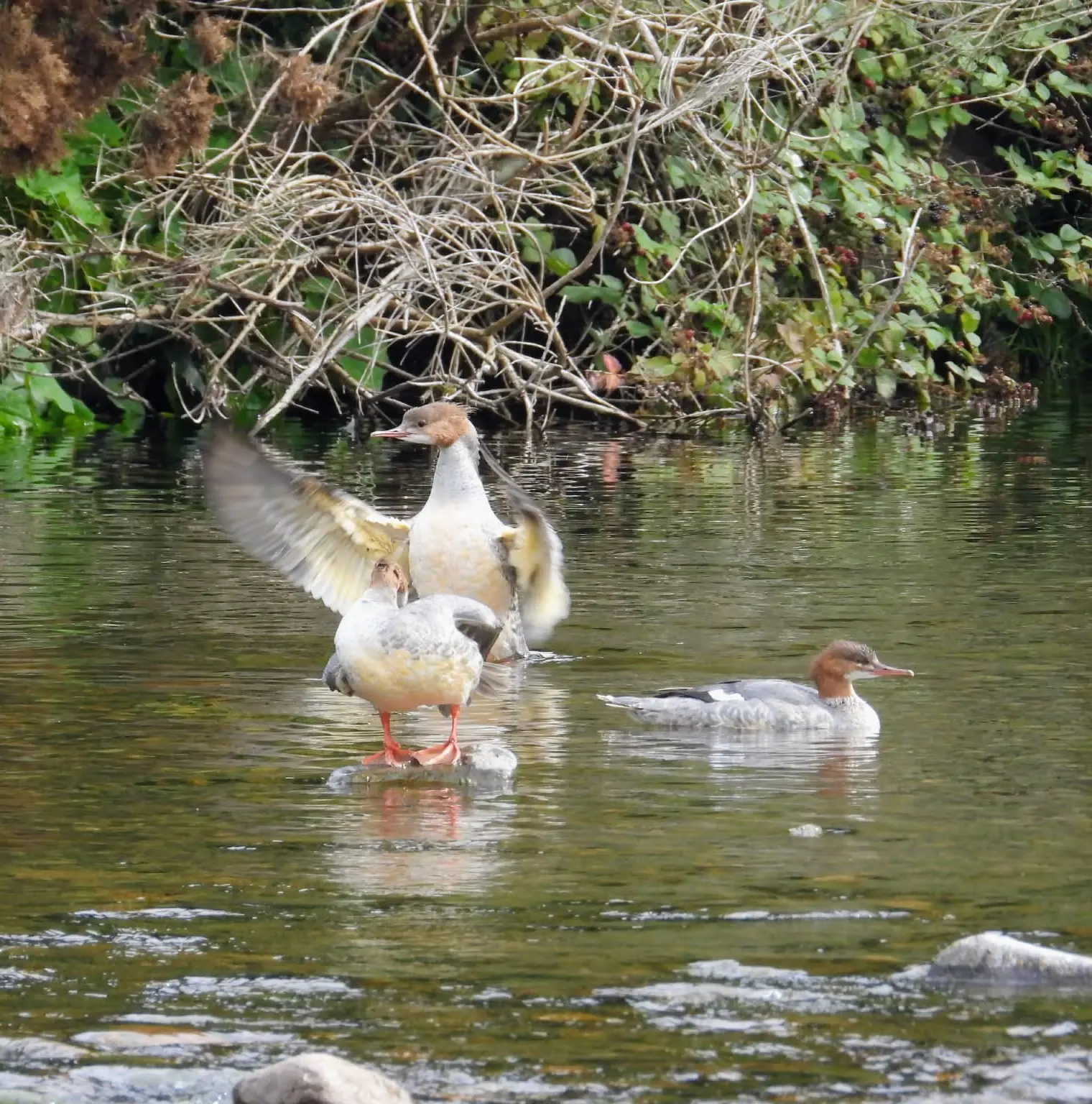 Ducks standing and swimming in a shallow stream